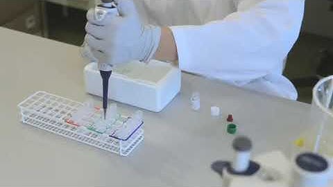 Diluting positive control, negative control, samples - Performing Wieslab Complement System Screen
