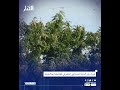 أسراب من الجراد الصحراوي تنتشر في العاصمة نواكشوط