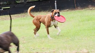 Hope is Becoming a Frisbee Pro! #boxerdog