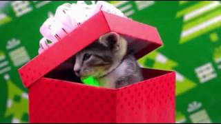 Elf Yourself 2016, Episode #122616 : Christmas Cats
