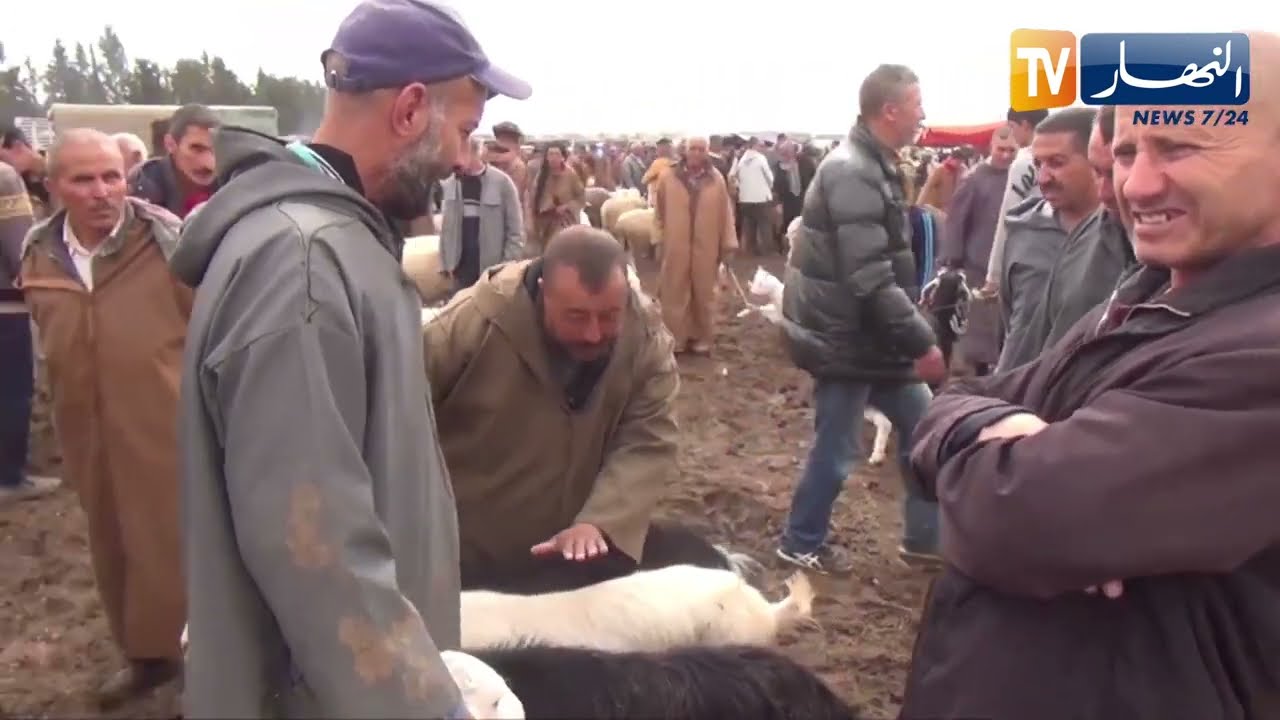 ميلة: التأثيرات المناخية في أسعار الماشية.. بين الحاجة والضرورة