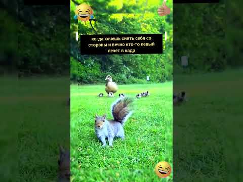жиза😃👍🏻 #юмор #прикол #смешно #funny #гусинаяферма #животные #жиза #жизнь#смешныевидео #мем#ржака
