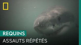 Récit glaçant d'une attaque de requin sur un nageur