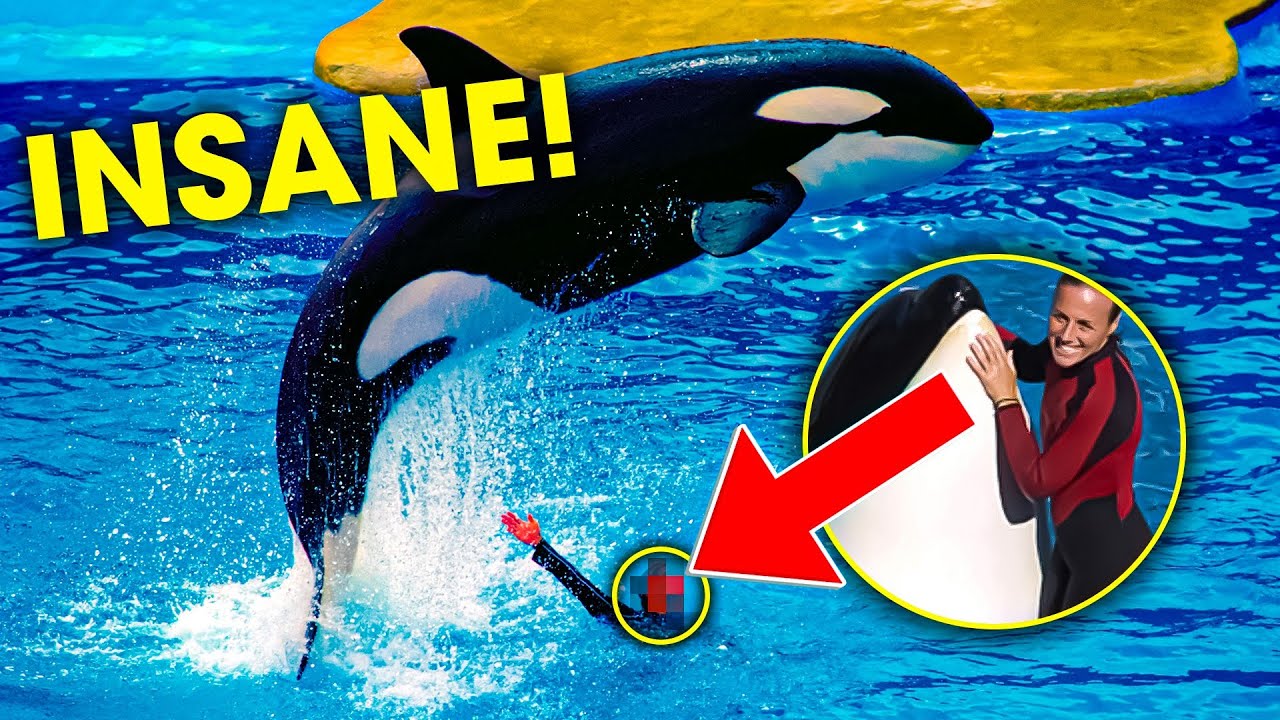 The Tragic Story of Dawn Brancheau Working with Orcas at SeaWorld The Tragic Story of Dawn Brancheau Working with Orcas at SeaWorld