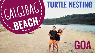 Galgibaga Beach, Goa | Turtle Beach | South Goas Best Kept Secret | Cleanest Beach in Goa