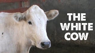 The White Cow (Hindi)