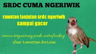 Rawatan lanjutan srdc ngeriwik agar gacor