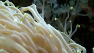 DSCF2238.avi