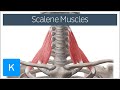 Scalene Muscles of the Neck - Human Anatomy | Kenhub