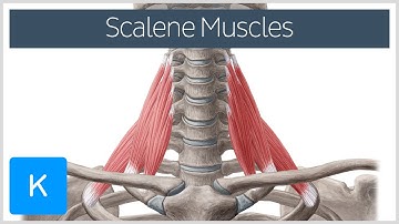 Scalene Muscles of the Neck - Human Anatomy | Kenhub
