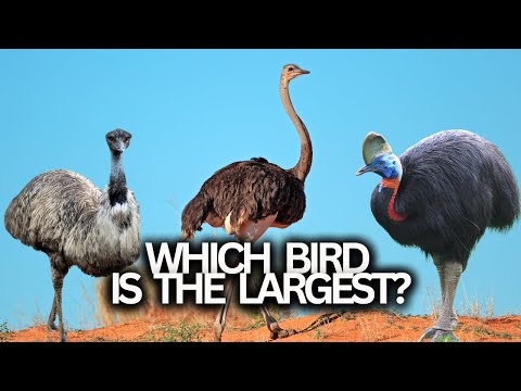 Top 3 Largest Flightless Birds: Ostrich, Emu, and Cassowary