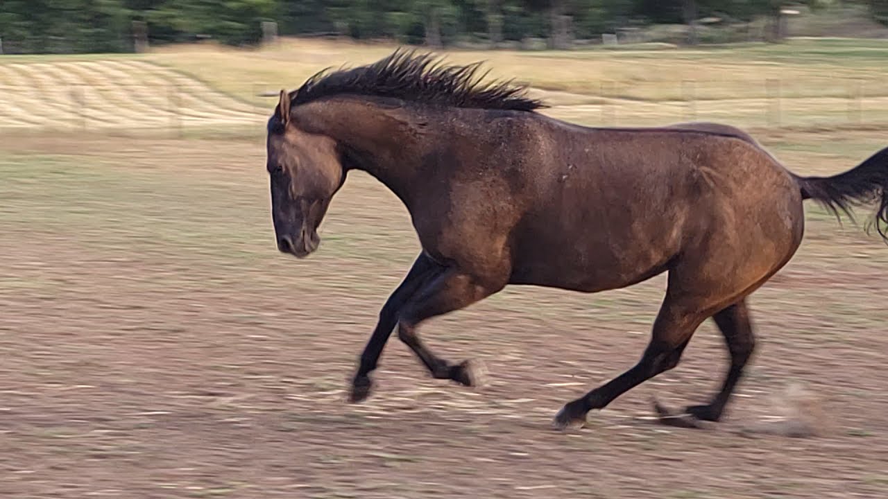 A Day In the Life. Joe Hancock bred horses, from "Promised Land Ranch