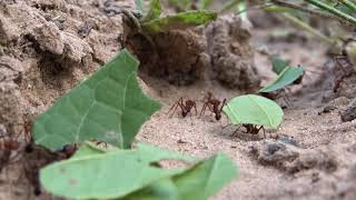 Leaf-cutter ants - Formigas-cortadeiras ou saúvas