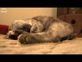 イビキをかきながら眠る猫【ASMR】