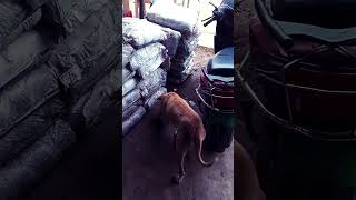 dog lover #animals lover #  animal food # animal  help # #love pyar# #puppylove
