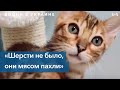 38 убитых бенгальских кошек: российская ракета уничтожила питомник в Мариуполе