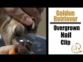 Golden Retriever Overgrown Nail Clip