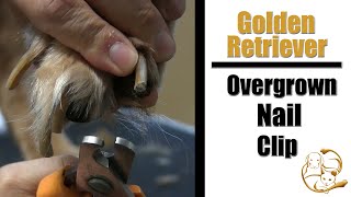 Golden Retriever Overgrown Nail Clip