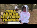 Watch Cora Add Frames of Honey to a Hive in Need
