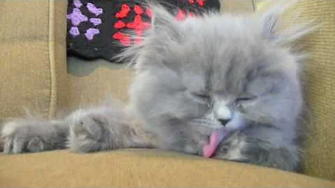 Watch the video about Gray Persian Kitten Cleaning herself