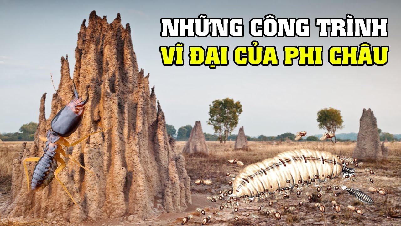 Lâu Đài Của Loài Mối | Khám Phá Thế Giới Động Vật Hoang Dã