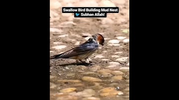 Swallow bird building Mud nest 💞| Ma Sha Allah #islam #muslimah  #alhamdulillah