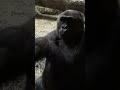 A adult female Gorilla knocking 3 times on the glass wall