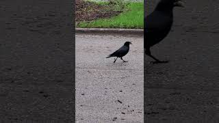 #Crow Magnus is happy to hop over for some treats. #birdwatching #birdlover