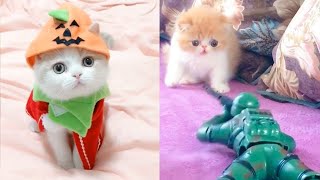 Funny Cat Videos - Cute and Funny Cat Videos  | Puppy Town by Viral Tech Hub 612 views 3 years ago 6 minutes, 47 seconds