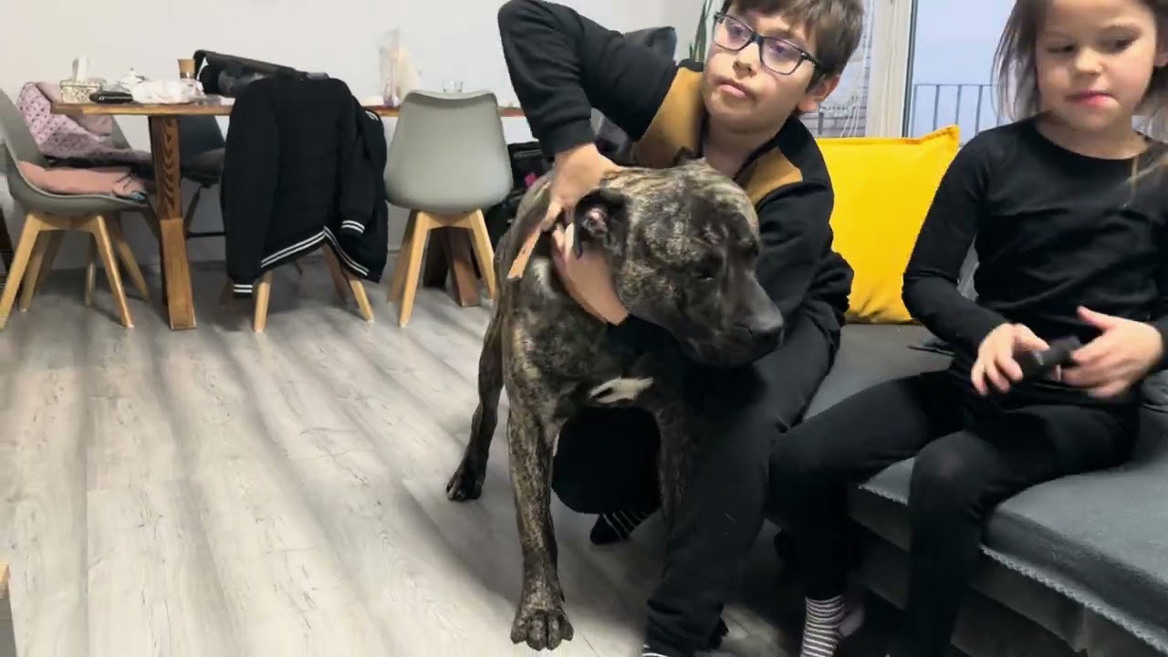 Köpek çiftliği tarafından nasıl kandırıldım ve dolandırıldım