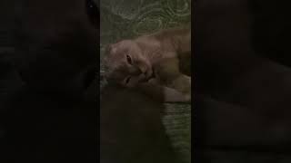 котик Мася спит
