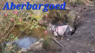 Aberbargoed Greenland/Old Coal Tip with luna 