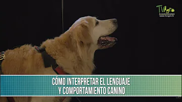 ¿Qué es un comportamiento inaceptable para un perro?