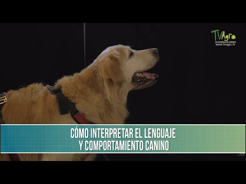 Video: Naturaleza vs. Nutrición: ¿Es la personalidad de tu perro aprendida o genética?