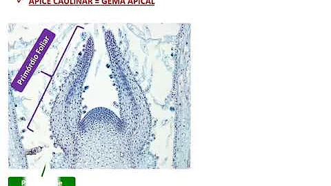 Qual a diferença do meristema apical da raiz para o do caule?
