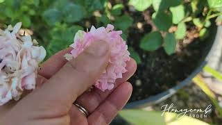 Trophy, Kitchy, Sofine And Red Tea Anemone Rose Series