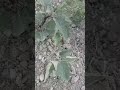 سقيت الزرع والجو برودة الحمد لله