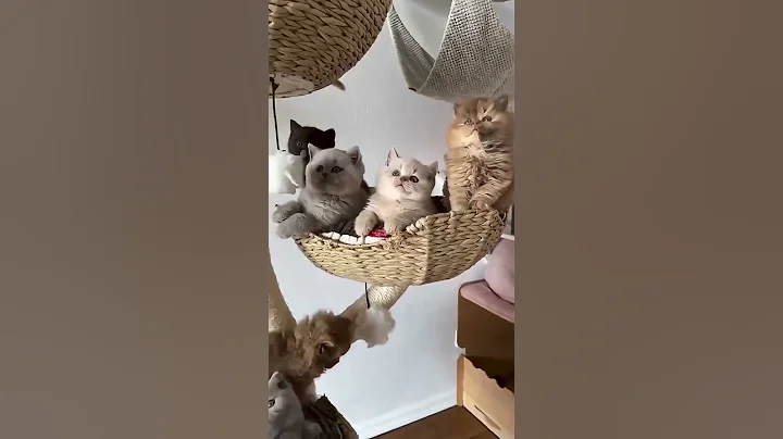 Video 11023371: mainecoon cat kitten kitty, mainecoon kitty funny cats, mainecoon kitten cat animal, cat sound kitty