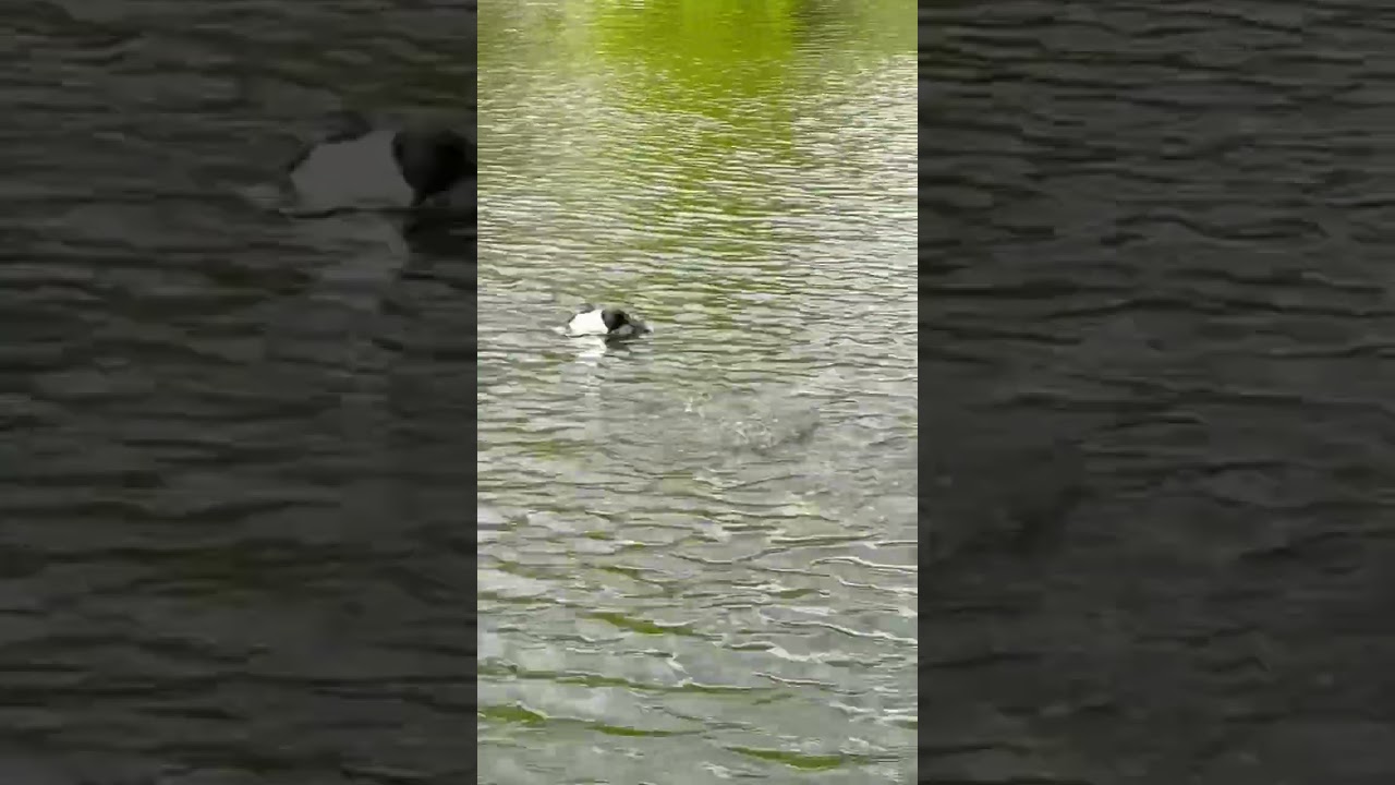 Tufted ducks go for a dive. 🤿 