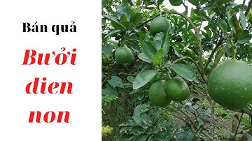 bán quả bưởi diễn non.ghép bưởi cảnh kỹ thuật.