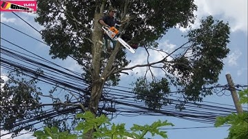 Het omzagen van een boom is een lastige opgave, omdat je dan zowel de elektrische draden als de a...