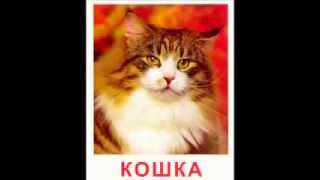 Домашние животные для детей. Развивающее видео! Домашние животные для детей. Развивающее видео!