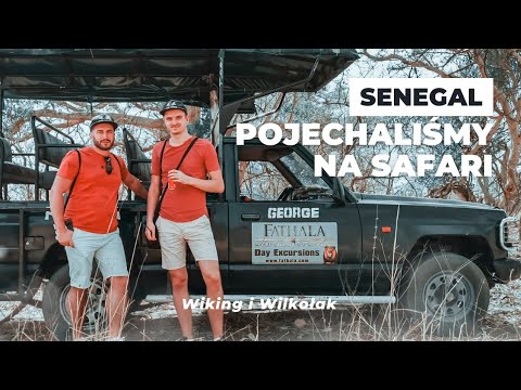 Jak wygląda safari