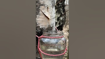 Survive the Wild: Tap Birch Trees for Fresh Water  #survival #campping #lifehacks
