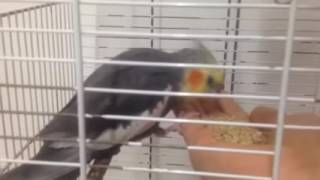 ترويض ببغاء كبير و وحشي Taming large parrot   YouTube