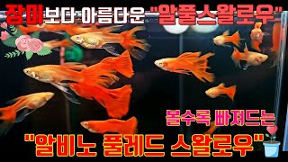 #장미보다 아름다운 
