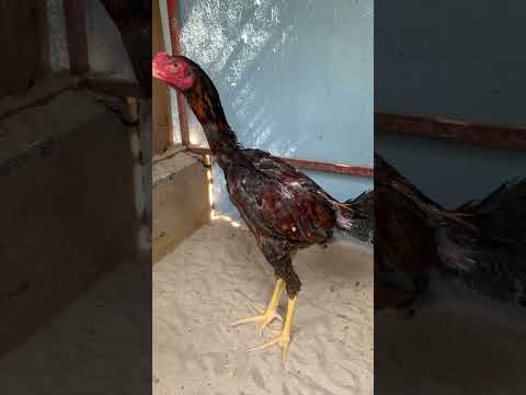 هراتي ديك هندي      