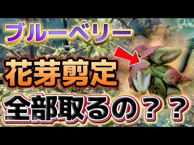 Blueberries] Please remove all flower buds from seedlings that are