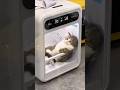 ドライルームに入った猫の反応