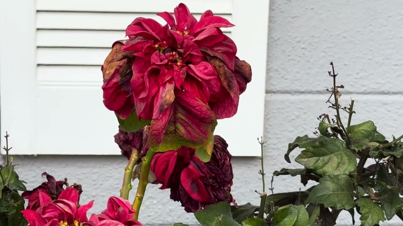 A magical foggy day 🌫️ 